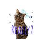 CATS. げんとコスモ（個別スタンプ：6）