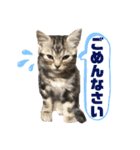 CATS. げんとコスモ（個別スタンプ：7）
