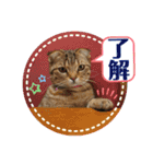 CATS. げんとコスモ（個別スタンプ：8）