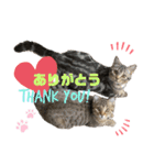 CATS. げんとコスモ（個別スタンプ：9）