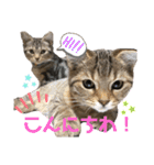 CATS. げんとコスモ（個別スタンプ：10）