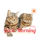 CATS. げんとコスモ（個別スタンプ：11）