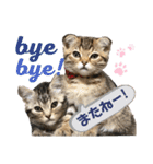 CATS. げんとコスモ（個別スタンプ：12）