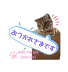 CATS. げんとコスモ（個別スタンプ：13）
