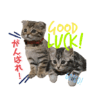 CATS. げんとコスモ（個別スタンプ：14）