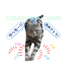 CATS. げんとコスモ（個別スタンプ：15）