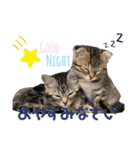 CATS. げんとコスモ（個別スタンプ：16）