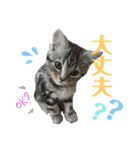 CATS. げんとコスモ（個別スタンプ：17）