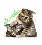 CATS. げんとコスモ（個別スタンプ：18）