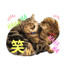 CATS. げんとコスモ（個別スタンプ：19）