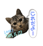 CATS. げんとコスモ（個別スタンプ：20）