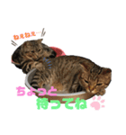CATS. げんとコスモ（個別スタンプ：22）