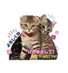 CATS. げんとコスモ（個別スタンプ：24）