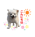 高橋さんちのチワワ達（個別スタンプ：4）