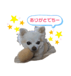 高橋さんちのチワワ達（個別スタンプ：6）