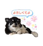 高橋さんちのチワワ達（個別スタンプ：11）