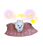 高橋さんちのチワワ達（個別スタンプ：13）