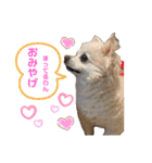 高橋さんちのチワワ達（個別スタンプ：18）