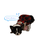 高橋さんちのチワワ達（個別スタンプ：19）