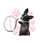 高橋さんちのチワワ達（個別スタンプ：22）