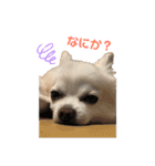 高橋さんちのチワワ達（個別スタンプ：23）