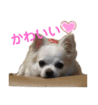 高橋さんちのチワワ達（個別スタンプ：26）