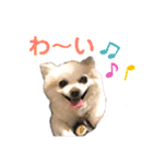 高橋さんちのチワワ達（個別スタンプ：27）