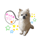 高橋さんちのチワワ達（個別スタンプ：29）