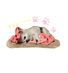 高橋さんちのチワワ達（個別スタンプ：33）