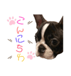 ボストンテリアのドム②（個別スタンプ：5）