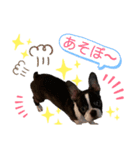 ボストンテリアのドム②（個別スタンプ：9）