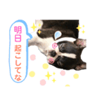 ボストンテリアのドム②（個別スタンプ：11）