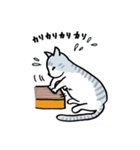 サバトラ猫 てっちゃんの日常 その2（個別スタンプ：6）