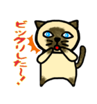 普段に使える猫スタンプ（個別スタンプ：30）