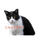 ハチワレ猫の小鉢（個別スタンプ：2）