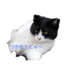 ハチワレ猫の小鉢（個別スタンプ：4）