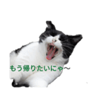 ハチワレ猫の小鉢（個別スタンプ：5）