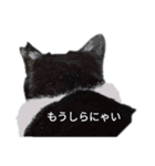 ハチワレ猫の小鉢（個別スタンプ：8）