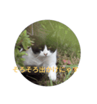 ハチワレ猫の小鉢（個別スタンプ：12）