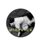 ハチワレ猫の小鉢（個別スタンプ：13）