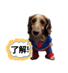 わんワンスタンプ（個別スタンプ：2）