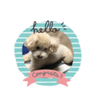 わんわんわんー（個別スタンプ：1）