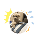 わんわんわんー（個別スタンプ：6）