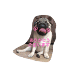 パグのグゥ（個別スタンプ：5）