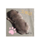 パグのグゥ（個別スタンプ：14）
