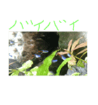 ぎょぎょぎょすたんぷ（個別スタンプ：1）