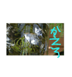 ぎょぎょぎょすたんぷ（個別スタンプ：2）