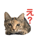うちの癒し猫（個別スタンプ：1）