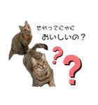 うちの癒し猫（個別スタンプ：2）