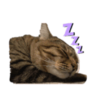 うちの癒し猫（個別スタンプ：3）